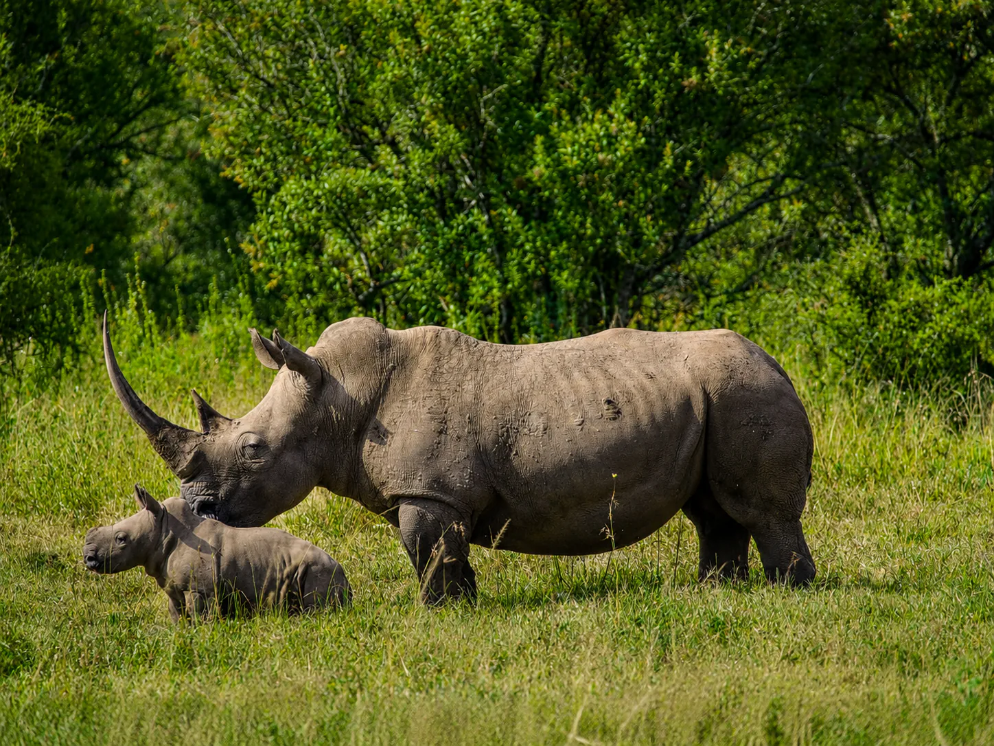 Rhinoceros walking with its calf through green grass
